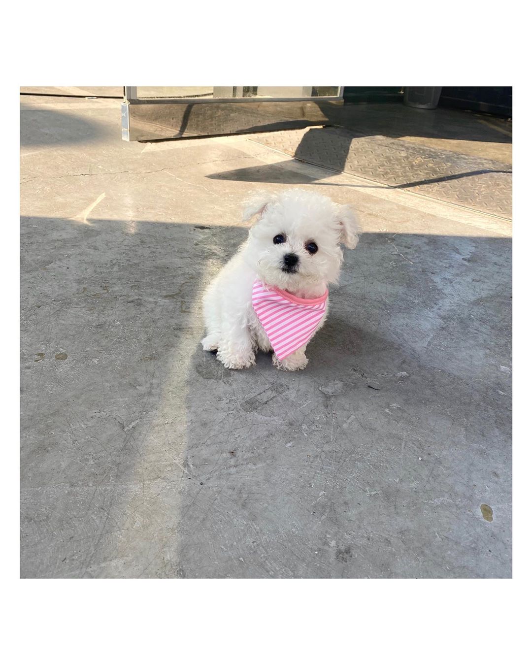 Cachorro Bichon Frisé
